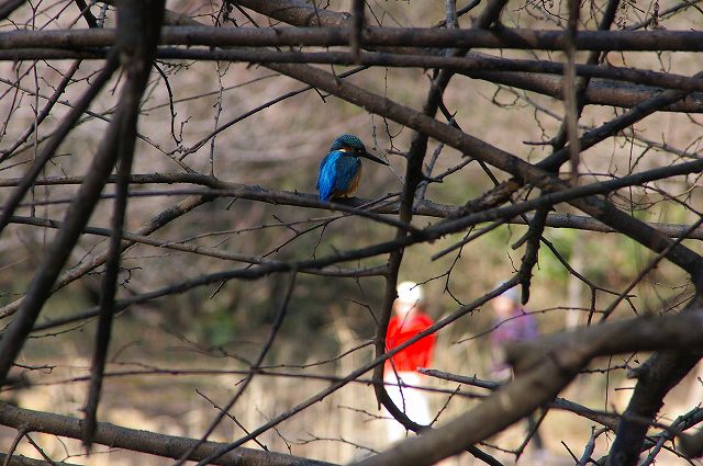 瓜久保・かっぱ池の水鳥　　07.1.24_e0070891_22125586.jpg