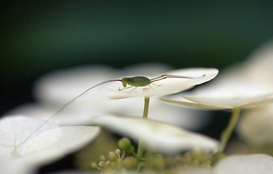 d0025894_155523.jpg