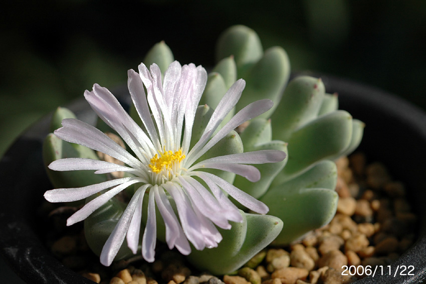 Conophytum blandum L.Bolus_d0079818_22443389.jpg