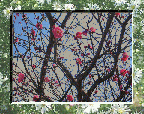 a0070029_2251719.gif