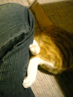 猫の意思_b0019333_1410522.jpg