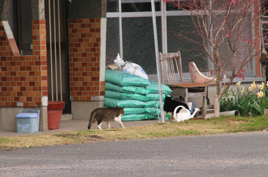 Mate chase_b0060239_2142161.jpg