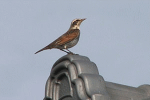 f0104569_1251219.gif