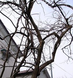 e0086881_1746968.jpg