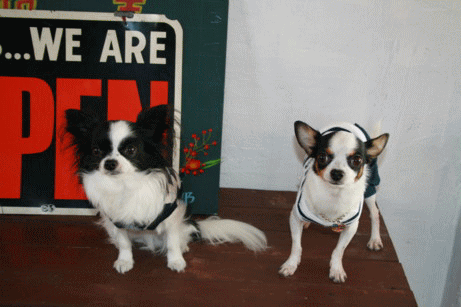 e0032508_205716100.gif