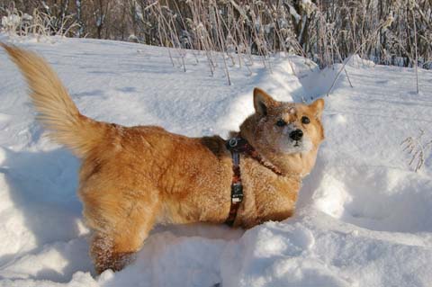 雪の中を泳ぐサブ_b0019313_18115058.jpg