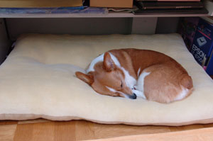 クロワッサン_d0102523_1416331.jpg