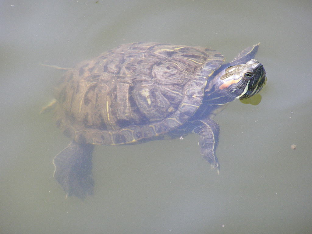 e0064158_15352.jpg