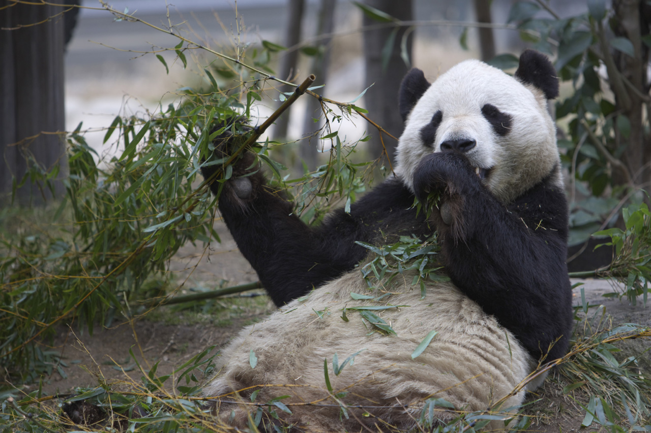 王子動物園77_e0060169_644697.jpg