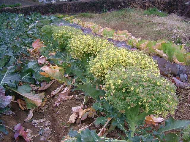 菜の花じゃないですよ。_e0101769_21355765.jpg