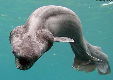 サメの祖先 ラブカ の映像 画像 アバラ ボブ 最高 いやっほぉぉぉ D