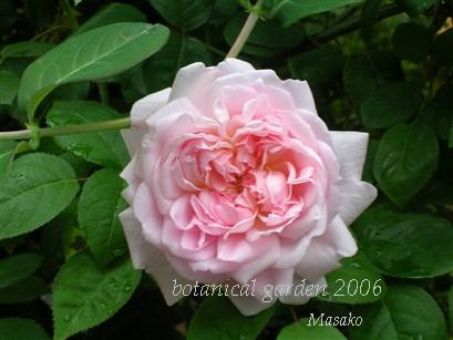マサコ プリンセスマサコ ｌupinus ｇarden Botaniの庭より