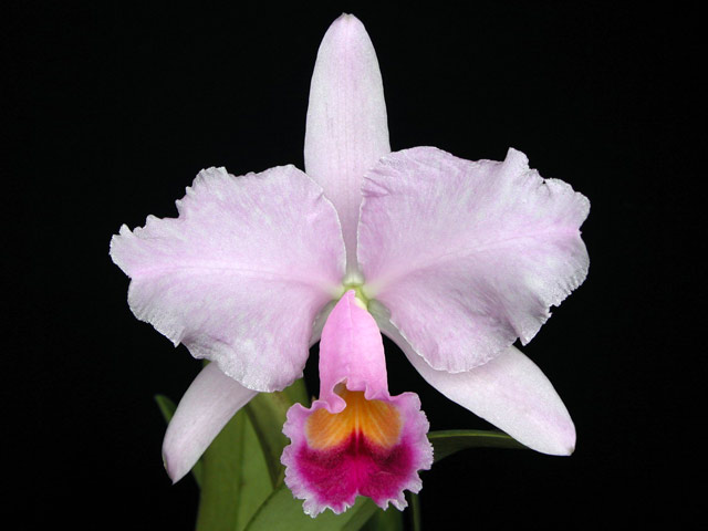 C Trianaei Dawn Cloud J P カトレア栽培日記