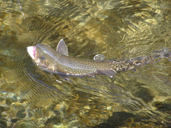 f0103126_2139683.jpg