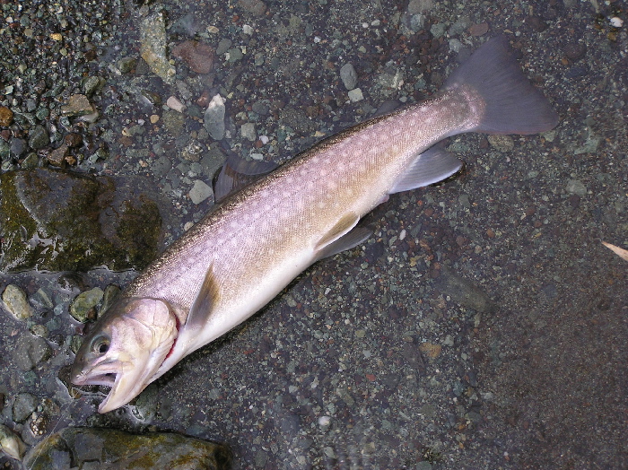 f0103126_21414592.jpg