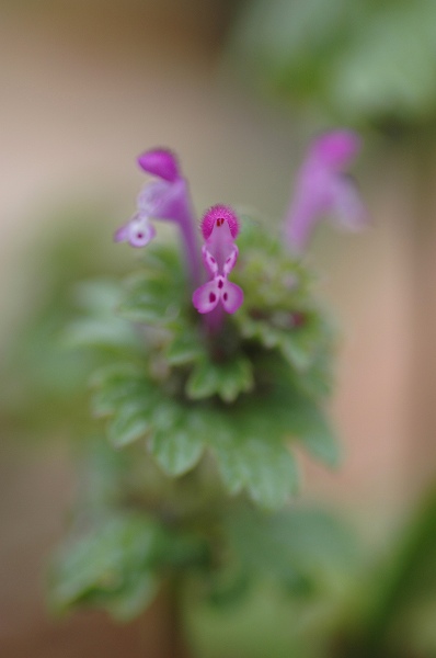 c0027027_17363089.jpg