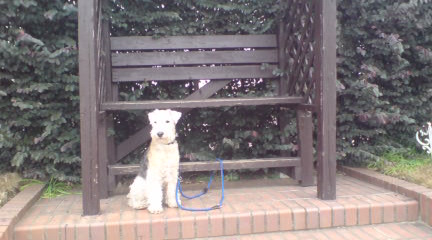 散歩と犬と仕事_c0099133_11411562.jpg