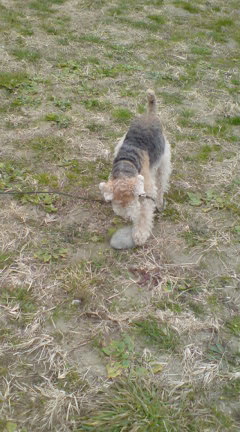 散歩と犬と仕事_c0099133_11593937.jpg