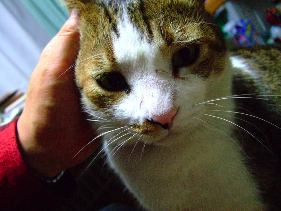CAMPUS CAT_b0060239_21243895.jpg