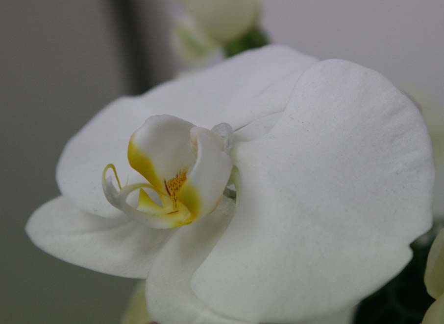 胡蝶蘭のCascade Bouquet_a0076043_1103184.jpg