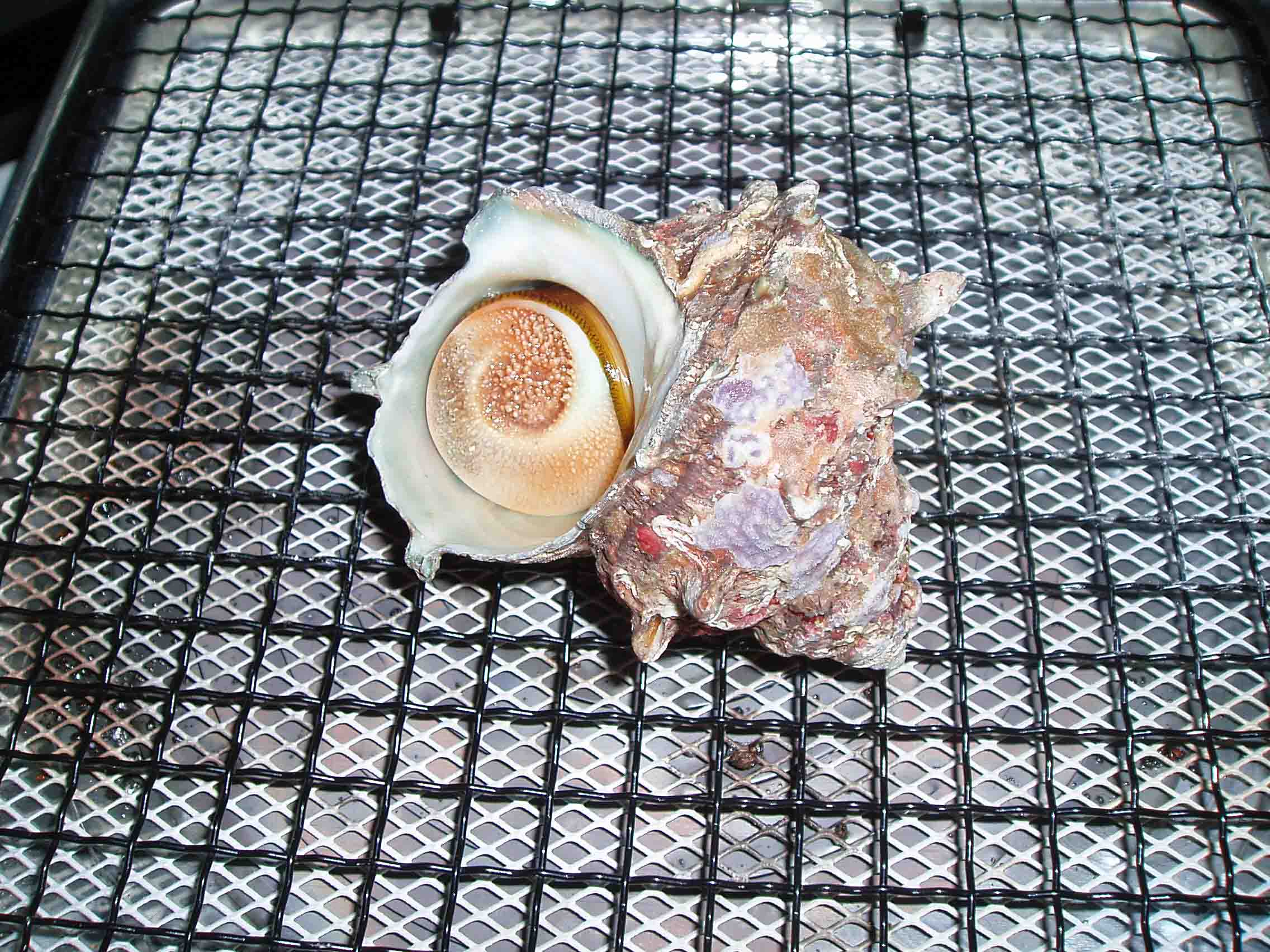 d0061044_44715.jpg