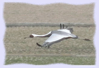 d0102968_11212711.gif
