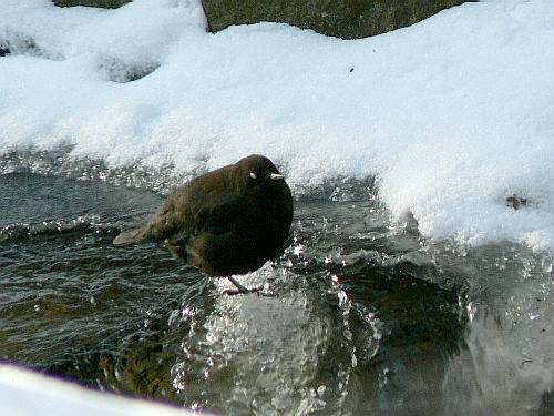 カワガラス　　スズメ目カワガラス科_d0084473_19155563.jpg