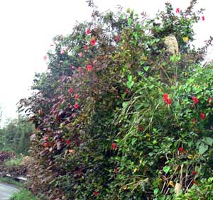 f0083977_2217688.jpg