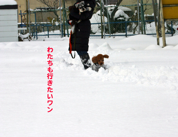 雪の中泳ぐ♪_f0001895_1624630.jpg