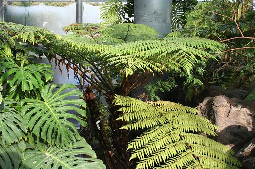 ヒカゲヘゴ（ヘゴ科） : えるだまの植物図鑑