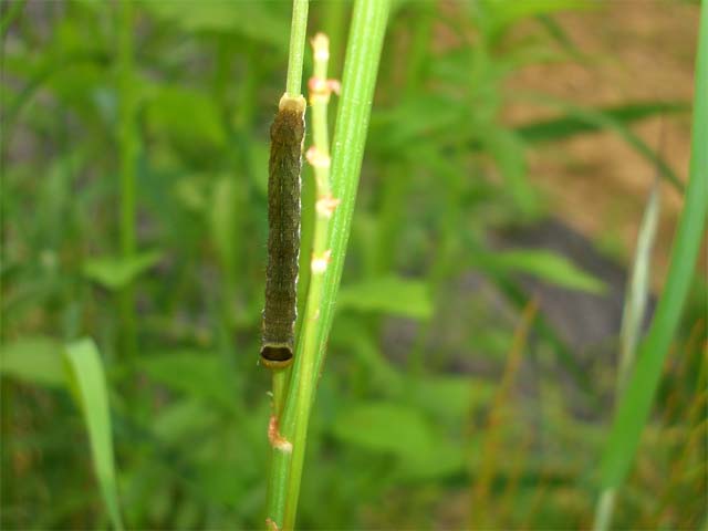 コムラサキの幼虫にしては‥_b0025008_18314793.jpg