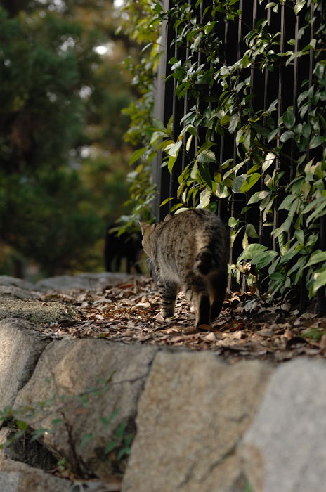 街角ニャンコ・ひたすら動かず日向ぼっこ♪_f0032011_20204572.jpg