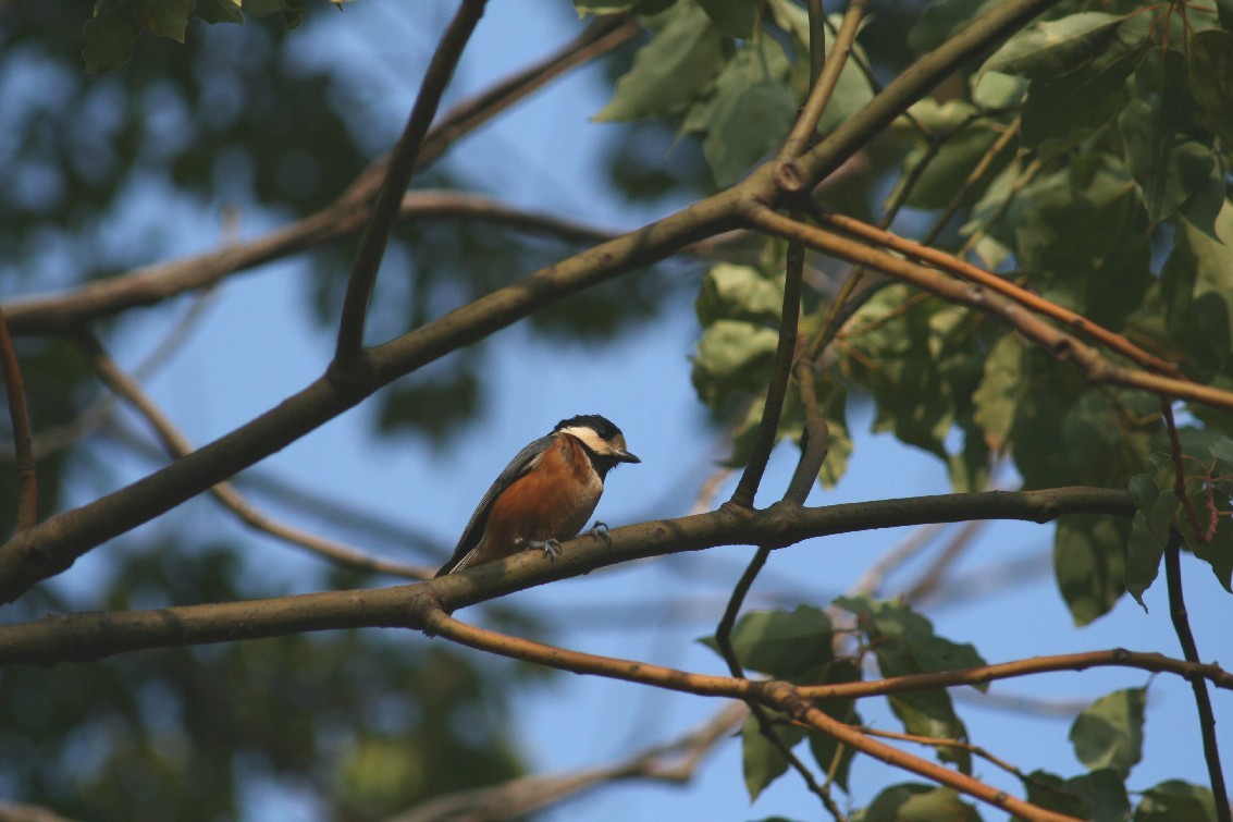 シジュウカラとヤマガラ_c0107231_2225473.jpg