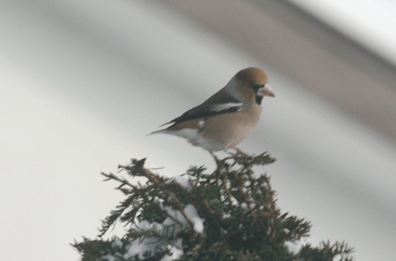 d0069235_21202012.gif