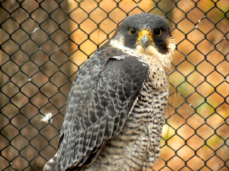 ハヤブサ（盛岡市動物公園）_f0097047_16285078.jpg