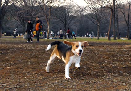 リンリンちゃん_a0070350_065895.jpg