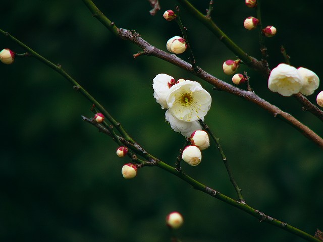 梅の花_e0063851_20205044.jpg