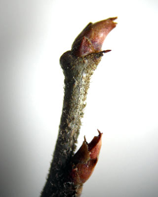 e0035757_2317217.jpg