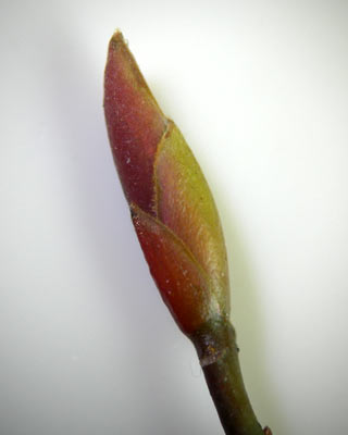e0035757_2317920.jpg