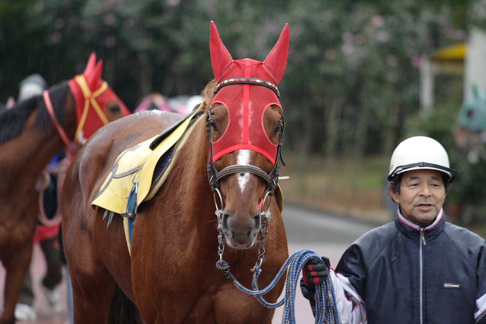 2007年1月21日(日) 高知競馬 11R_a0077663_13421763.jpg