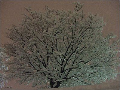 雪化粧_b0067302_2149391.jpg