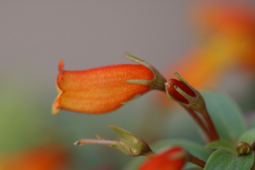 オレンジ色の花 名前は 我が家の花たち