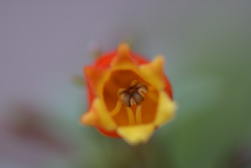 オレンジ色の花 名前は 我が家の花たち