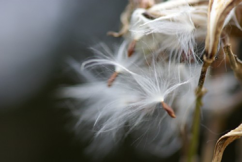 オレンジ色の花 名前は 我が家の花たち