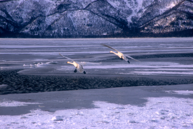 (19)北海道流氷紀行２００５_d0091834_198515.jpg