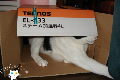 新しいお家を守らなきゃね_e0031853_13421888.jpg