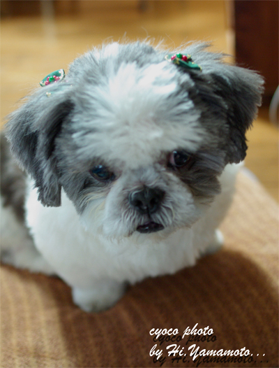 物欲しそうな顔ですね 趣味を写真にしてみたよ 物欲しそうな顔ですね 趣味を写真にしてみたよ