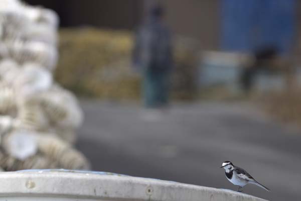 漁港の鳥さん達_e0067463_03128.jpg