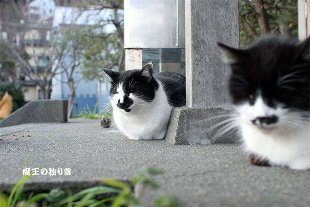 野良猫の聖地＾＾_f0096666_19452156.jpg