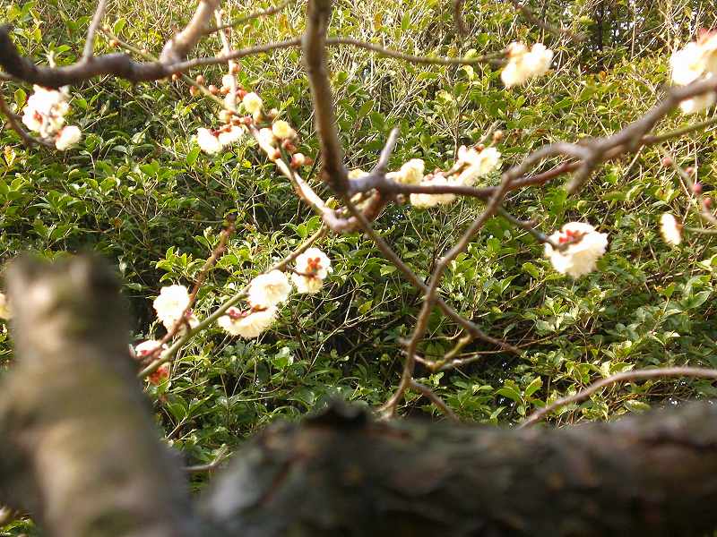 　古木に咲く”梅の花”_f0083712_11245514.jpg